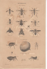 Entomology